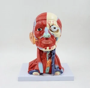 Neurología Enseñanza de cabeza, cuello vaso sanguíneo cerebro, modelo cerebral en médico humano - Imagen 1 de 13