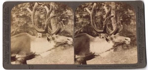 Stereo-Fotografie Underwood & Underwood, New York, Karibu - Hirsch - Picture 1 of 2