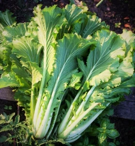 Michihili Chinese Cabbage Seeds |Asian Leaf Lettuce Vegetable Bok Choy Seed 2025 - Picture 1 of 7