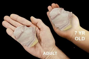 Hickoryte Jaspis 3" 4-7 Oz Gesteine und Mineralien Probe grobe Lapidarsteine - Bild 1 von 3