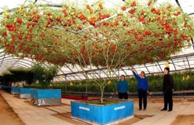 GIANT TOMATO TREE - GIANT TREE TOMATO, 25 SEEDS SPECIAL PRICE + FREE - Image 1 of 3