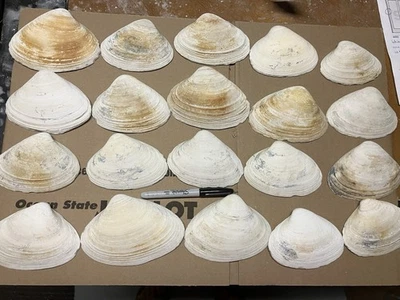 Large Clam Shells (4-7 inches) (25 Count Lot) Atlantic Surf Clams - Image 1 of 4