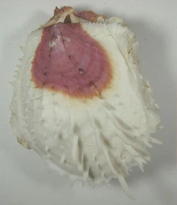 SPONDYLUS VARIUS 115 mm SUPER AUSWAHL PROBEN Coron, Palawan, Philippinen - Bild 1 von 2
