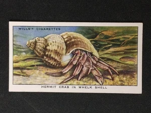 Wills's The Sea-Shore #31 1938 cangrejo ermitaño con caparazón de rueda excelente - Imagen 1 de 2