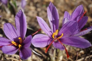 Crocus SATIVUS SAFFRON Autumn Flowers Spring Hardy Perennial Garden Plant BULBS - Picture 1 of 10