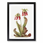 Parrot Pitcherplant By Mary Vaux Walcott Framed Wall Art Print Poster Picture