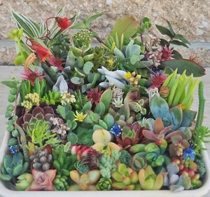 SUCCULENTS Cuttings Echeveria Sedum Senecio Collectors Colour Pack Summer Mix - Picture 1 of 15