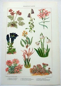 Mountain Plants - Original 1902 Dated Stone Chromolithograph by J. Bien - Picture 1 of 3