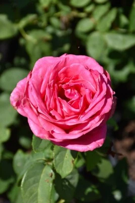 Perfume Delight Rose Live Plant, Fragrant Hybrid Tea Rose, No Pot, Well-Rooted - Image 1 of 4