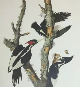 Audubon IVORY - BILLED WOODPECKER extinct 14x10 Classic art ! - Picture 1 of 1