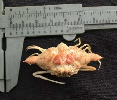 CRABS/Deep sea crab species preserved dried crabs - Image 1 of 2