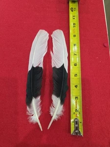 Pluma de ala de cálao Z28 Pr blanco grueso - Imagen 1 de 1