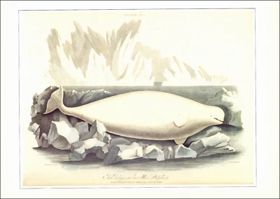 1990 Estampado Vintage BELUGA Ballena Blanca Océano Ártico Lagares Marinos Siglo XIX Foto 1 de 3