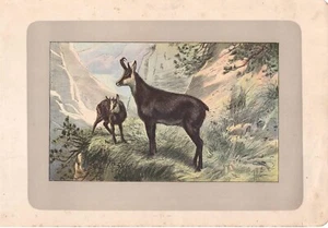 Stampa antica CAMOSCIO MASCHIO E FEMMINA 1907 Antique print - Picture 1 of 1