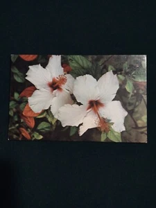 White Hibiscus Flower South Florida FL - postcard 75-44 - Imagen 1 de 2