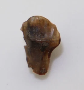 Dente di sauro, Ankylosaurus sp., gesso, Judith River Fm, Montana, USA -L386 - Foto 1 di 5