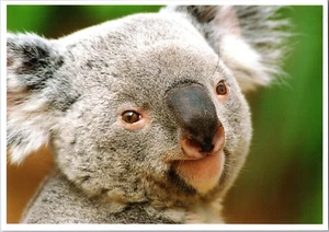 Postcard Koala Bear World Famous San Diego Zoo California Phascolarctos cinereus - Picture 1 of 2
