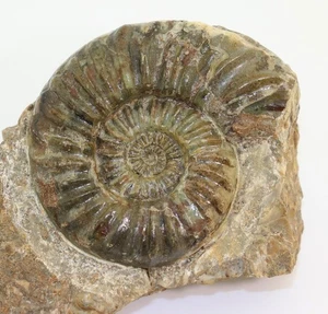 Ammonit, Aegasteroceras saggitarium, Jura, Sinemur, Scunthorpe, UK -L550 - Picture 1 of 5