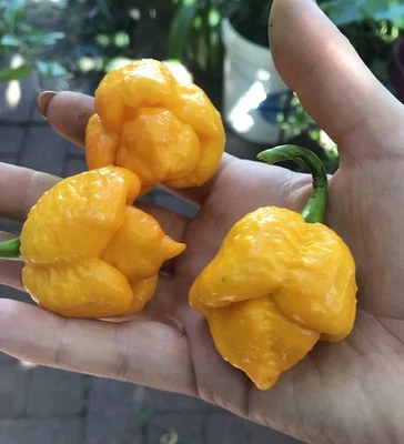 7 Pot Yellow Scorpion Chilli 30 Seeds – Superhot Trinidad Pepper - Image 1 of 2