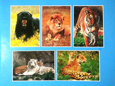 EXOTIC WILDLIFE Big Cats Postcard Lot gloss photos vintage 1989