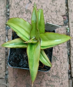 Sansevieria Variegated Blue Leaf, about 10cm diameter succulent - Picture 1 of 5
