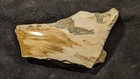 Rare Petrified SnakeWood Contour Polish, Jonesii Menegoloxylyn, Yegua Form., TX