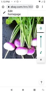 300 plus  PURPLE TOP TURNIP SEEDS - Picture 1 of 1