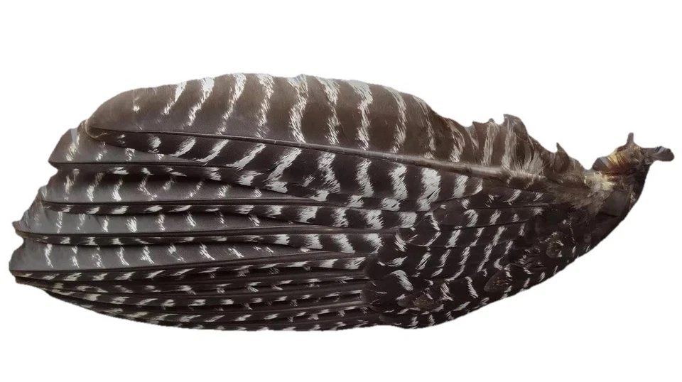 1 abanico de oración primario ala de gallina de pavo salvaje ala derecha/aleta de caza de pavo Foto 1 de 1