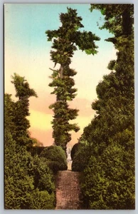 1910s Hand Colored James Monroe Ash Lawn Norway Pine Tree Albertype Postcard D30 - Picture 1 of 2