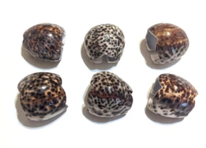 Juego de 6 servilletas de concha de mar Cowrie corte concha marina conchas reales, playa casa de campo - Imagen 1 de 4