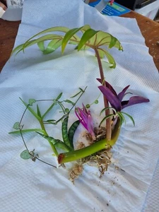 Indoor Plant Cuttings 5 Pack Collectors Orchid Begonia Syngonium Philodendron - Picture 1 of 9