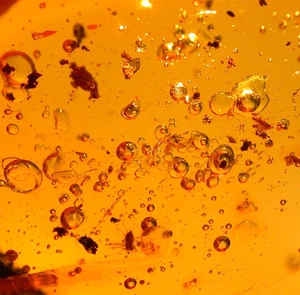 Water Bubbles Enhydros with Moving Air and Planthopper in Dominican Amber Fossil - Picture 1 of 16