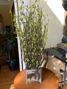 Allstate Living Faux Floral Arrangement Greenery in Clear Glass Rock Garden - Picture 1 of 9