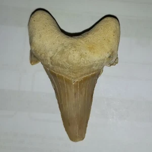 Diente de tiburón fosilizado grande Otodus 5 cm n.º 37 fósil diente de tiburón diente de tiburón fósil - Imagen 1 de 2