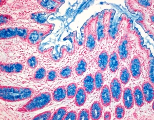 ALCIAN BLUE 8GX (FOR MICROSCOPY) | 33864-99-2 | 1.0 g to 25 g | Dye: +50% - Picture 1 of 4