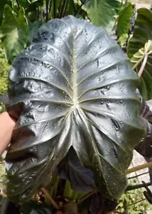 AUTHENTISCHE Colocasia Horus 1 Zwiebeln - Bild 1 von 3