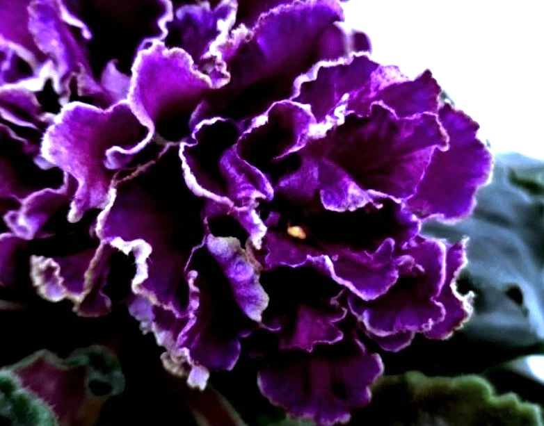 Африканская фиалка листья ~ KO-PASMURNYI DEKABR (Rus) пестрый 1 лист - Изображение 1 из 1