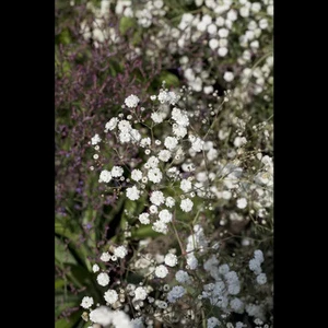 Gypsophila paniculata 'Bristol Fairy' - Rispiges Schleierkraut - 11cm Topf - Bild 1 von 2