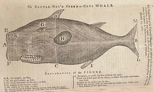 1767 UNIVERSAL MAGAZINE WHALE SMALLPOX INOCULATION TAXES STAMP ACT NEW YORK RI - Picture 1 of 21