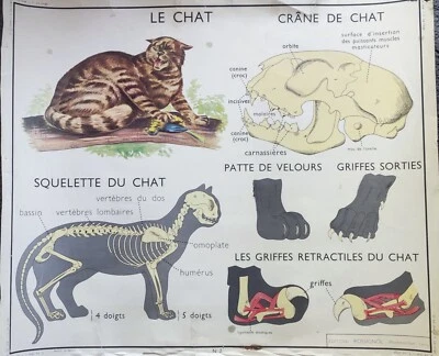 Ancienne affiche scolaire. Edition Rossignol, le chat / le singe, recto verso  - Photo 1/2