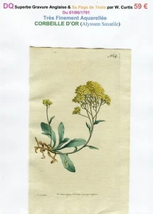 XVIII ème - CORBEILLE D'OR (Alyssum Saxatile) Belle Gravure de 1791  - Picture 1 of 3