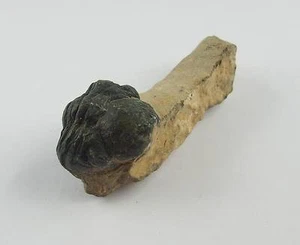 Trilobit Gerastos fósil Marruecos eslabones fósiles TT029 trilobite - Imagen 1 de 2