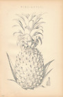 Original Antique c1870 Engraving Print Botanical Study PINEAPPLE Tropical Fruit