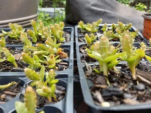 4  ROOTED DRAGON FRUIT SEEDLINGS RED & YELLOW MIX  3"-5" TALL  2 OLD YEAR PLANTS - Picture 1 of 8