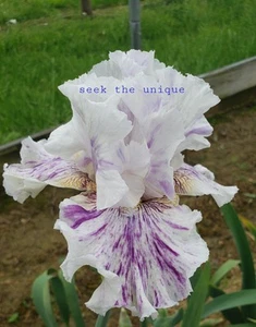 Tall Bearded Iris Seek The Unique - Picture 1 of 1