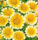 Garland Daisy Seeds 200 SEEDS  --BUY 4 ITEMS FREE SHIPPING