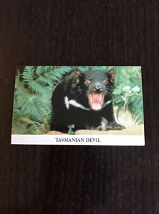 Tasmanian Devil Refrigerator Magnet Vtg 3 X 2.5 - Picture 1 of 3