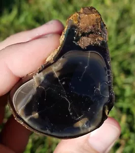 VIRGIN VALLEY OPAL OPALIZED WOOD BONANZA MINE, NEVADA 750.5 CARATS #D27 - Picture 1 of 9
