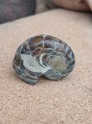 Irridescent Aturia Angustata Nautiloid Fossil Washington State - Image 1 of 4