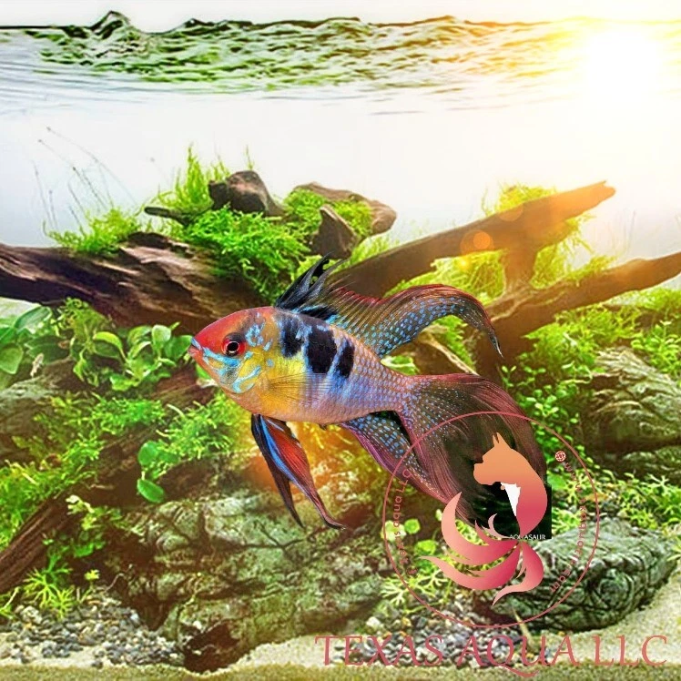 LARGE GERMAN RAM LONG FIN | TOP QUALITY | TOP USA REPUTABLE SELLER | UPS - Image 1 of 1